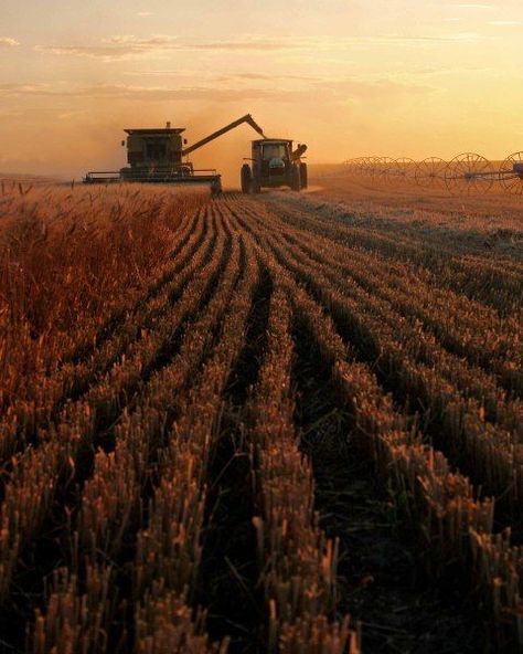 Iowa corn field in fall, getting ready for harvest. Description from pinterest.com. I searched for this on bing.com/images Farmer Harvesting Photography, Farm Landscape Photography, Farmland Landscape, Farming Photography, Farmer Photography, Farmer Life, Iowa Farms, Barn Photography, Combine Harvester