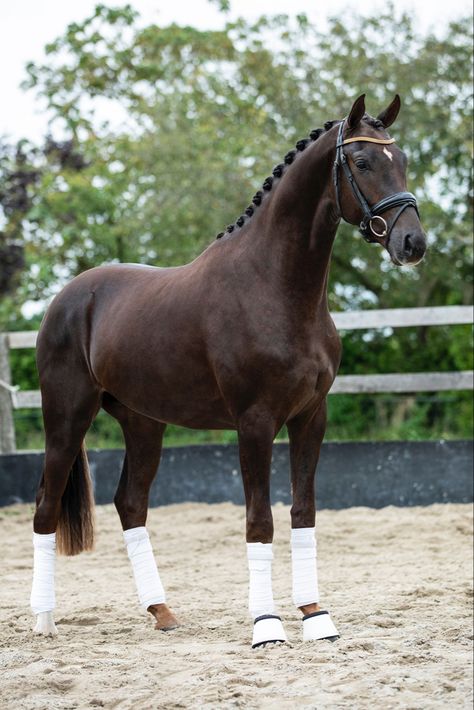 Liver Chestnut Horse, Irish Sport Horse, Cute Horse Pictures, Pony Breeds, Bay Horse, Chestnut Horse, Sport Horse, Cute Horses, Horse Photos