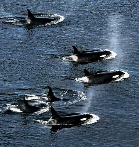 Orca pod, Killer Whales Sea Mammal, San Juan Island, Water Animals, Orca Whales, Marine Mammals, Killer Whales, Ocean Creatures, Marine Animals, Ocean Animals