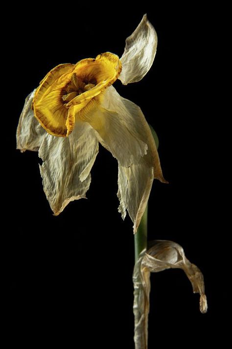 Decay Art, Billy Kidd, Wilted Flowers, Dying Flowers, Growth And Decay, Narcissus Flower, Household Objects, Wallpaper Flower, Nothing But Flowers