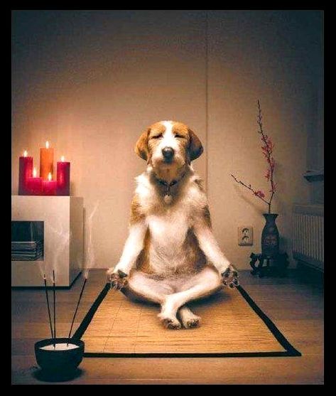 Namaste Inner Peace, Pedigree Dog Food, Yoga Humor, Dog Yoga, 웃긴 사진, Yoga Pose, 귀여운 동물, How To Do Yoga, Dog Life