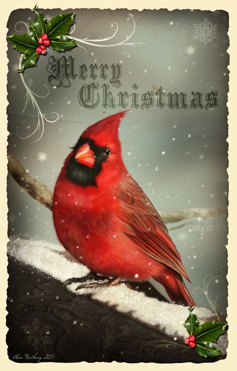 I know it's a little early to be thinking about Christmas, but I thought this fellow was so handsome he deserved to be on a Christmas card! Much thanks to for allowing me to use one of her beautifu... Business Christmas Cards, Postal Vintage, Christmas Cardinals, Vintage Christmas Images, Christmas Bird, God Jul, Red Bird, Old Christmas, Images Vintage