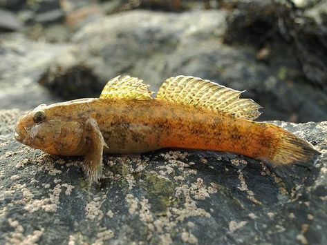 Gobius cobitis - Giant goby or Gobi mawr (Rockpool fish images) Sea Animals Photography, Mud Skipper, Goby Fish, Fish Images, Animals Photography, Deep Sea Fishing, Rock Pools, Sea Animals, Deep Sea