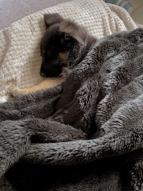 Sleeping 8 week old german shepherd puppy under blanket German Shepherd Sleeping, Blanketed German Shepherd, Sleeping Puppies, Shepherd Puppies, German Shepherd Puppies, Doberman, German Shepherd, Sleep, Puppies