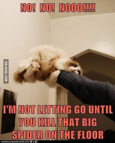 Cutest Babies, Cat Fun, Scaredy Cat, Cat Jokes, Corny Jokes, Söt Katt, Funny Pets, Best Funny Jokes, Funny Cat Memes