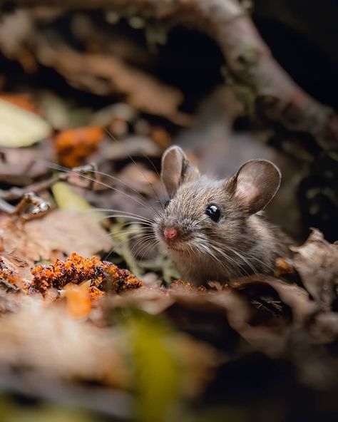 Forest Animal Photography, Baby Forest Animals, Wild Mouse, Harvest Mice, Animals In Nature, Aesthetic Animals, Tattoo Animal, Mouse Photos, Mouse Pictures