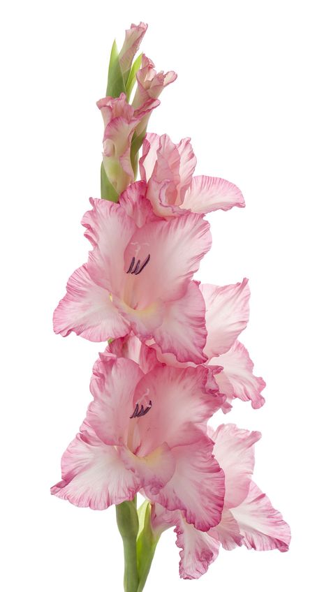 Gladiolus Gladiolus Flower Tattoos, Best Flower Tattoos, Gladiolus Tattoo, Kebun Herbal, Gladiolus Flower, Most Popular Flowers, Gladioli, Birth Flower Tattoos, Popular Flowers