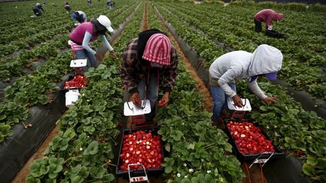 The idea of children working in a hot, dusty field picking berries seems better suited to a Steinbeck novel than the blueberry farms of Metro Vancouver — as it should be.   But an advocate for British Columbia's agricultural workers says a recent Employment Standards Tribunal decision highlights how child labour is still prevalent in the province's farming sector. California Farm, Fruit Picker, Blueberry Farm, Strawberry Farm, Migrant Worker, Working With Children, Sanders, Brisbane, Agriculture