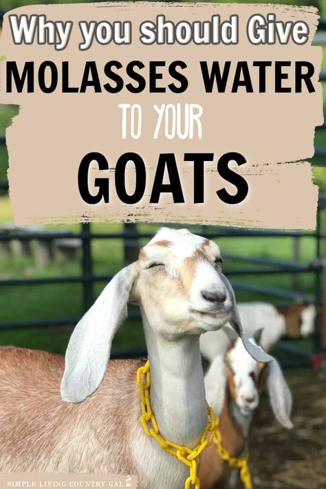 Best Milking Goats, Natural Goat Dewormer Recipe, Mineral Buffet For Goats, Goat Waterer Ideas, Goat Milking Parlor, Milking Goats, Goat Life, Goat Ideas, Nigerian Goats