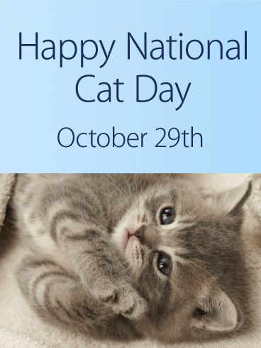 Kitty Cat National Cat Day. This might just be the sweetest kitten we've ever seen, and we know you're right there with us! There's no better way to celebrate National Cat Day than with those piercing eyes and that soft-looking fur. If giving a kitten or sweet kitten cuddles isn't in the cards for National Cat Day, this card is the next best thing. Kitten Cuddle, National Cat Day, Birthday Poems, Animal Advocacy, Birthday Calendar, Happy Birthday Greeting Card, Pet Holiday, Birthday Greeting, Happy Cat