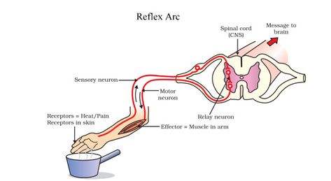 Reflex Action and Reflex Arc Reflex Action Diagram, Reflex Arc Anatomy, Reflex Arc Notes, Reflex Arc Diagram, Reflex Arc, Studying Notes, Bio Notes, Science Diagrams, Basic Anatomy