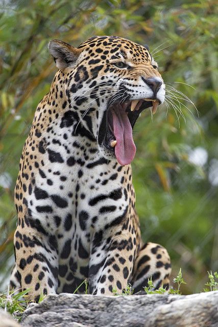 Male Jaguar, Jaguar Pictures, Jaguar Wallpaper, Macan Tutul, Jaguar Animal, Ikan Koi, Gato Grande, Exotic Cats, Big Animals