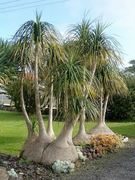 Ponytail Palm Tree, Planting In Sandy Soil, Beaucarnea Recurvata, Caudex Plants, Ponytail Palm, Weird Trees, Succulent Tree, Garden Backdrops, Palm Garden