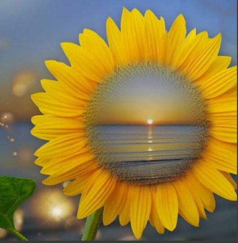 Foto - Google Fotos Lukisan Landskap, Sunflower Photography, Sunflower Pictures, Sunflower Wallpaper, Sunflower Art, Beautiful Wallpapers Backgrounds, Sunset Wallpaper, Passion Flower, Paint By Number Kits