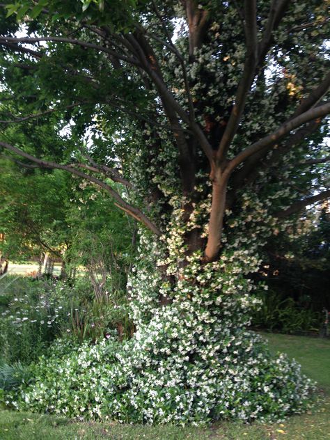 Jasmine creaping up a tree! Tree In Backyard, Jasmine Tree, Tree Aesthetic, A Tree, Plants, Flowers, Nature