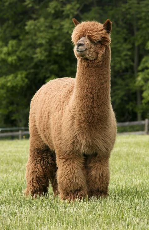 Alpaca Animal, Tattoo Nature, Cute Alpaca, Fluffy Cows, Cute Llama, Most Beautiful Animals, Cute Animal Pictures, Cute Creatures, Sweet Animals