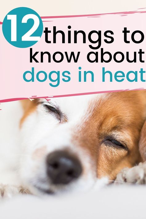 Helpful advice for when dogs are in heat. #dogs in heat, #female dogs in heat Female Dogs In Heat Tips, Dog In Heat Tips, Dog Heat, Dog Heat Cycle, Dog Breeding Business, Female Dog In Heat, Dog In Heat, Dog Health Tips, Luxury Dog Collars