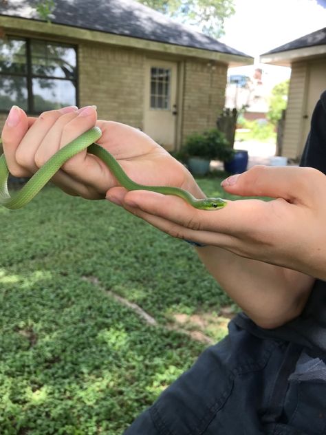 #snake #snakes #snakelovers #roughgreensnake #greensnake #animals #animal #nonvenomous #garden #pretty #nature #cool #texas #texassnake #texasnature #snakesoftexas Rough Green Snake, Snake Pets, Texas Snakes, Garden Snake, Garden Snakes, Snake Lovers, Pretty Nature, Green Snake, Enchanted Garden