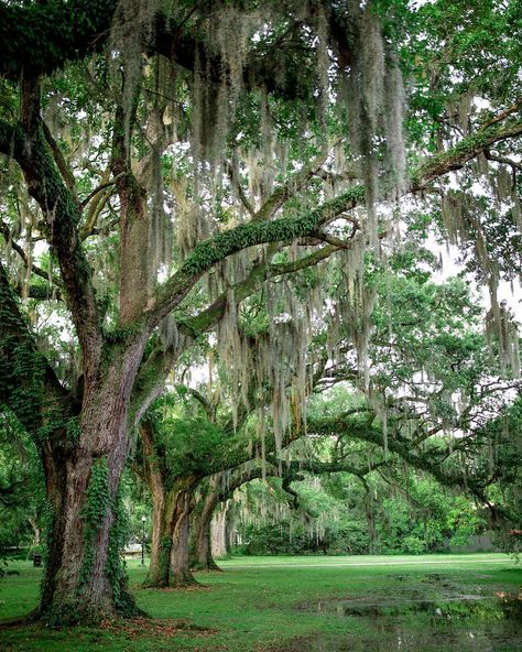 It's hard to imagine New Orleans getting any more lush and green but after a good rain like yesterday the park was the most amazing shade… The Bayou New Orleans, Bayou New Orleans, New Orleans Bayou Aesthetic, New Orleans Bayou, Louisiana Culture, Rain Garden, New Orleans Louisiana, Crescent City, American Cities