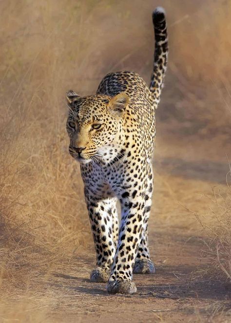 Leopard Photography, Leopard Facts, African Animals Photography, Big Cats Photography, African Leopard, Serval Cats, Panthera Pardus, Sand Cat, Beautiful Wildlife