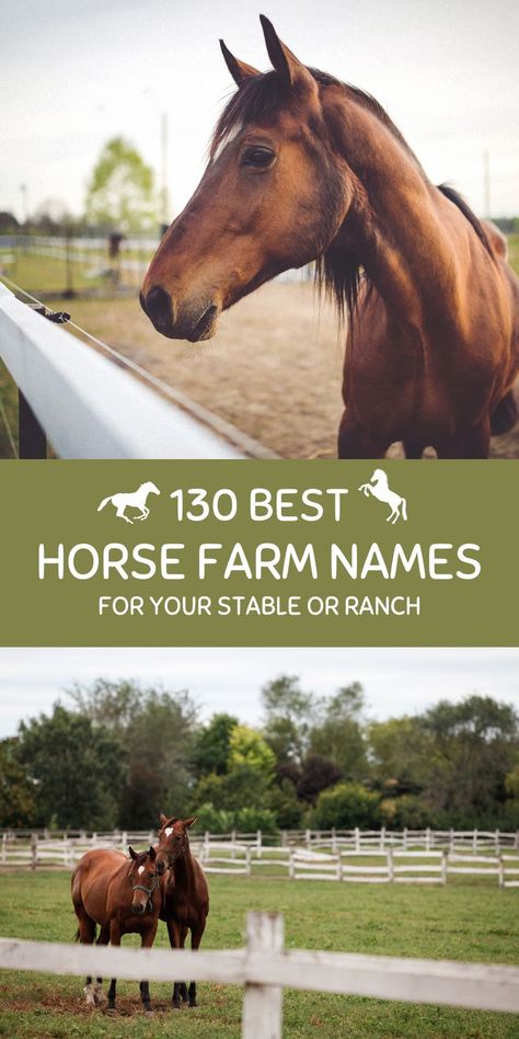 Horses outside in a farm. Best Horse Names, Farm Names, Ranch Names, Ranch Horse, Horse Names, Horse Farm, Horse Ranch, Horse Stables, Name Ideas