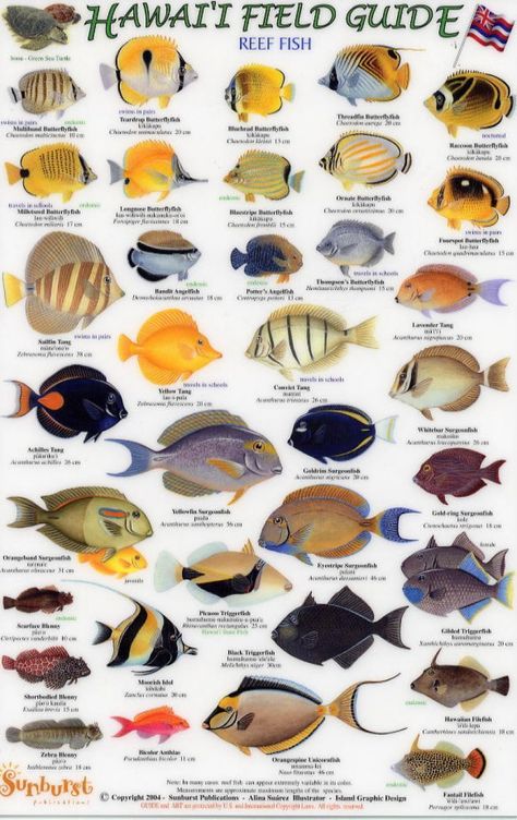 Maui Sunrise, Fish Names, Fish Chart, Hawaiian Fish, Bike Trip, Reef Fish, Live Aquarium Plants, Salt Water Fish, Downhill Bike