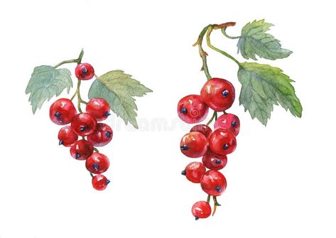 Red currant. Hand drawn watercolor painting royalty free illustration Berry Water, Mulberry Fruit, Animal Illustration Kids, Tea Illustration, Wreath Illustration, Illustration Blume, Red Currant, Fruit Illustration, Botanical Poster