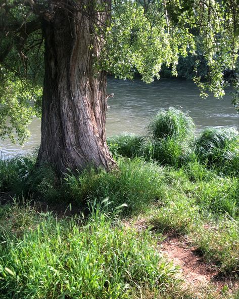 Nature
Tree
River Tree By River, River Pictures, Elsie Silver, Sycamore Tree, Nature Pics, Old Tree, Ancient Tree, Fruit Trees, Nature Pictures