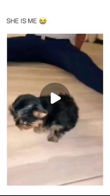 dogozfunny on Instagram: "Cute & funny dogs compilation 😊🤣🐶  . . . #dogs #dogsofinstagram #dog" Really Funny Dog Videos, Cute Siblings, Funny Puppy Videos, Dog Videos Funny, Hilarious Dogs, Funny Dog Faces, Jack Russell Puppies, Dog Humor, Talking Dog