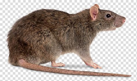 Rat Photos, Rat Png, Koala Illustration, Brown Rat, Fancy Mouse, Chinchilla Pet, Halloween Svgs, Pet Rodents, Black Rat