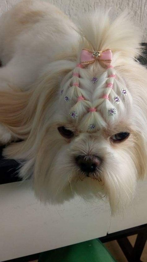 Let’s take a look at some of the pros and cons of DIY grooming versus going to a professional to groom your pup. Yorkie Top Knot, Creative Grooming Dogs, Dog Hair Accessories, Pet Grooming Salon Ideas, Dog Grooming Ideas, Dog Grooming Salon Ideas, Creative Dog Grooming, Pets Grooming, Perro Shih Tzu