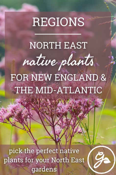 Regions Of The United States, Native Plant Landscape, New England Garden, Eastern Redbud, Northeast Region, Plant Zones, Native Plant Gardening, Plant Guide, Wildflower Garden