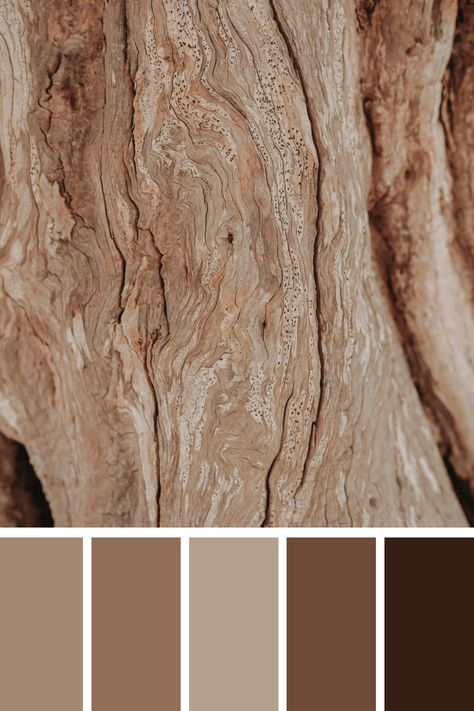 This Light Brown Palette shows the textured bark of a tree, featuring a range of earthy browns and tans. These tones are perfect for typography and illustrations, adding warmth and authenticity to your designs. Earth Tone Swatches, Earthy Tone Mood Board, Mood Board Earth Tones, Brown Aesthetic Palette, Light Earth Tone Color Palette, Earth Tone Colour Palette, Earthy Tones Palette, Light Brown Color Palette, Earthtone Aesthetic