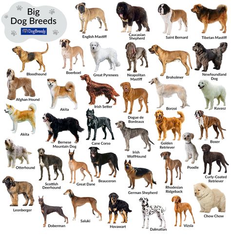 Big Dog Breeds List, Best Big Dog Breeds, Dogs Types, Dog Breeds Chart, Dog Types, Types Of Dogs Breeds, Russian Terrier, Apartment Dogs, Giant Dog Breeds