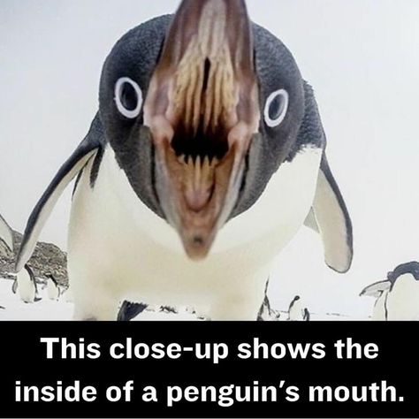 Mildly Disturbing Facts That Ignited Our Curiosity Penguin Teeth, Penguin Mouth, Scary Mouth, Disturbing Facts, Cincinnati Zoo, Creepy Pictures, Horror Film, Scary Movies, The Real World