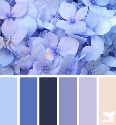 Design Seeds Hydrangea Blues Color Concept, Hydrangea Colors, Color Schemes Colour Palettes, Color Palate, Design Seeds, Color Palette Design, Color Balance, Blue Hydrangea, Colour Schemes