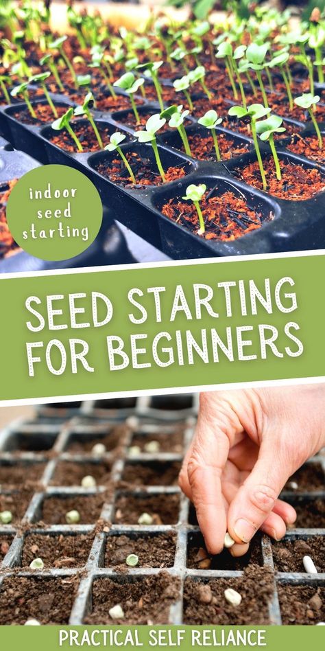 Seed Starting for Beginners: DIY Garden Ideas - Are you excited to start an indoor garden for the spring? Starting seeds indoors can be a great way to get a jump-start on your garden long before the growing season begins. In this article, you will learn all the basics of seed starting for beginners, including when to start your seeds indoors, what seeds you can sprout indoors, and how to succeed with vegetables like broccoli, brussels sprouts, peppers and tomatoes. Starting Seeds Inside, Starting Seeds, Vegetable Garden For Beginners, Starting Seeds Indoors, Buy Seeds, Starting A Garden, Garden Types, Organic Gardening Tips, Growing Seeds