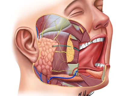 Check out new work on my @Behance profile: "illustration of anatomy of salivary glands" http://be.net/gallery/146518969/illustration-of-anatomy-of-salivary-glands Salivary Glands, Profile Illustration, Salivary Gland, Medical Illustration, Illustration Graphic Design, New Work, Work On, Adobe Photoshop, Anatomy