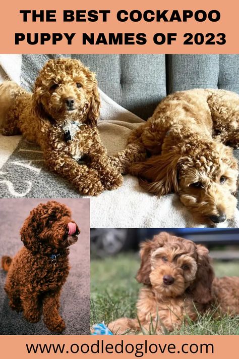 Cavapoo Puppies Full Grown, Cockapoo Grooming Styles, Cute Male Puppy Names, Cockapoo Names, Cockapoo Full Grown, Cocker Poo, Puppy Girl Names, Miniature Cockapoo, Puppies Names Female