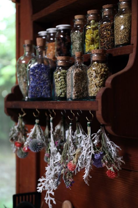 Herbal apothecary shelf with glass cork top bottles filled with dried herbs with hanging dried plants below Magia Das Ervas, Fotografi Digital, Herbal Apothecary, Dry Plants, Witch Aesthetic, Kitchen Witch, Green Witch, Drying Herbs, Herbal Medicine