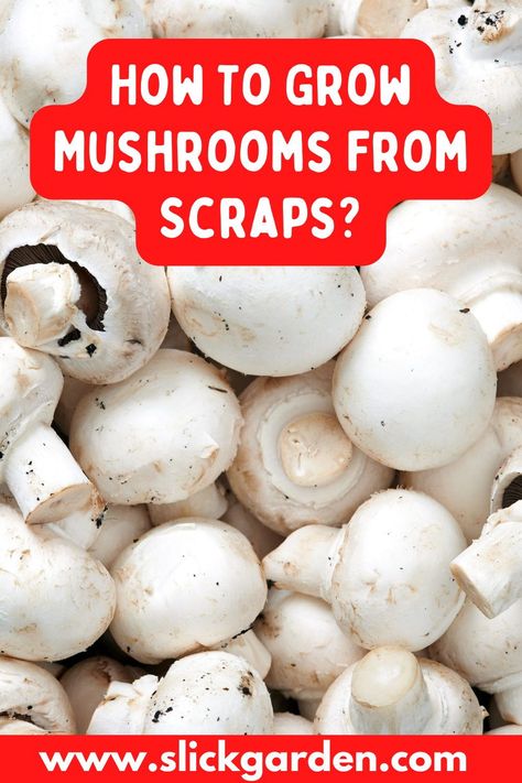 Normally, farmers and gardeners grow mushrooms from spores. But growing mushrooms from spores can take a bit longer than regrowing from ends plus it is hard to locate the spores of mushrooms. You don’t need spores and mycelium on fungi can be used during regrowing store-bought mushrooms. That makes the process of regrowing easier and faster. How To Grow Button Mushrooms At Home, How To Grow Button Mushrooms, Inoculating Mushrooms, Growing Button Mushrooms At Home, Grow Mushrooms From Store Bought, Regrow Mushrooms From Stems, How To Grow Mushrooms At Home Diy, Planting Mushrooms At Home, Growing Edible Mushrooms