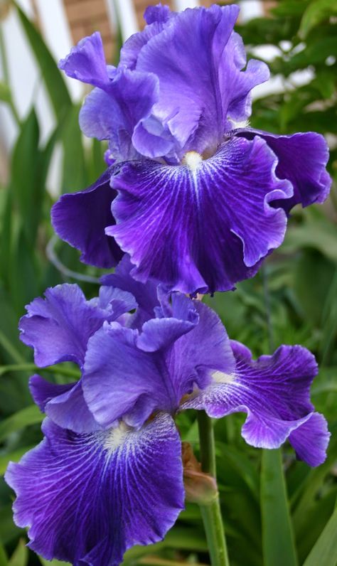 World of Irises: "Talking Irises" THE BLUE IRIS GARDEN -- Planting A Monochromatic Tall Bearded Iris Bed Most Beautiful Flowers In The World Roses, Most Beautiful Flowers In The World, Iris Pictures, Iris Plant, Purple Iris Flowers, Dekorasi Bohemia, Flower Identification, Tall Bearded Iris, Blue Iris