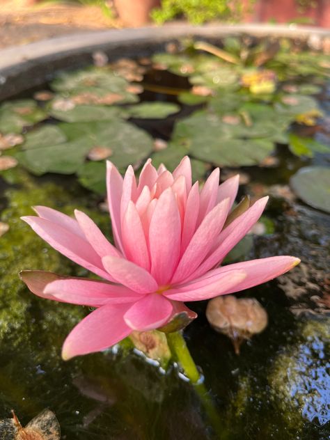 Indian Lotus Aesthetic, Desi Flower Aesthetic, Indian Flower Aesthetic, Indian Flowers Aesthetic, Pink Desi Aesthetic, Indian Summer Aesthetic, Pink Indian Aesthetic, Desi Flowers, Lotus Flower Aesthetic