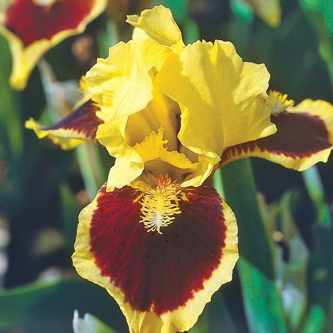 Ultimate dwarf bearded Iris is unrivaled for its buttery yellow petals with beautifully contrasting copper-brown centers that mark the falls. Its beards are a lovely yellow and white. This charming, petite beauty is among the earliest irises to bloom each spring and it's unaffected by strong winds. Layer in front of your taller irises, or plant as a focal point at the front of a border or rock garden. Ultimate is the winner of 3 awards including the prestigious cook-Douglas medal. Breck's Ultima Part Shade Flowers, Flower Beard, Spring Hill Nursery, Perennial Bulbs, Yellow Petals, Best Perennials, Sun Perennials, Shade Flowers, Border Plants