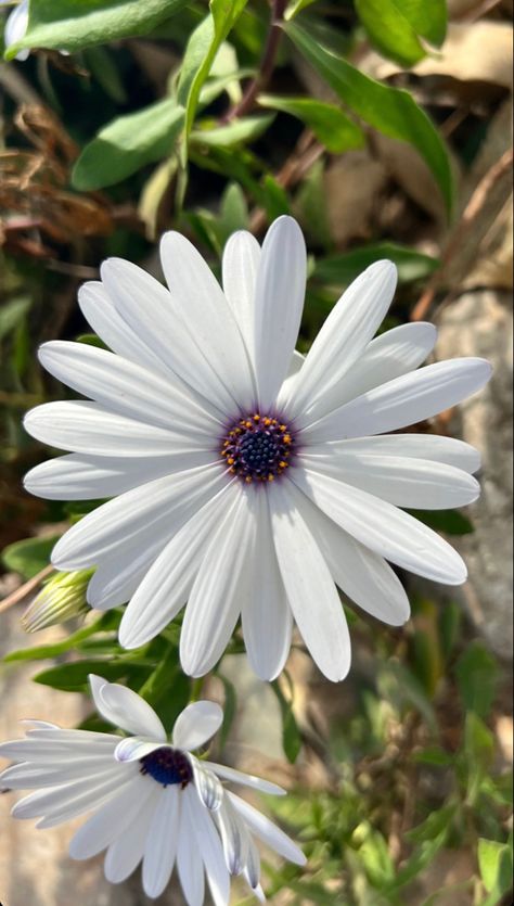 Shrubby daisy bush Pretty Pictures, Daisy, Flowers, Plants, Photography