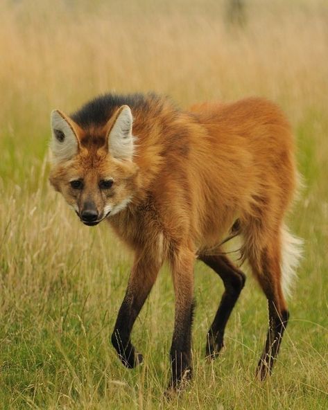 Maned Wolf Drawing, Maned Wolf Art, Maned Wolf, Tattoo Nature, Wolf Photography, Wild Animals Pictures, American Animals, Wolf Drawing, Bear Dog