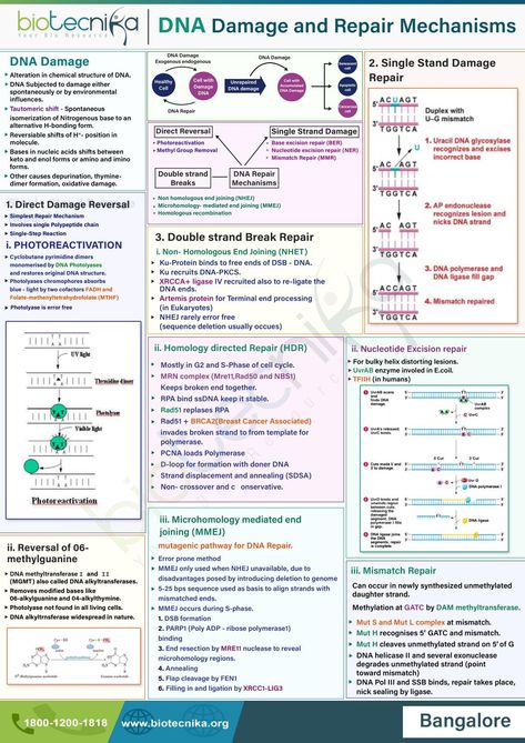 DNA Damage and Repair Mechanismss Phd Hacks, Body Knowledge, Dna Genetics, Med Lab, Basic Anatomy, Quran Kareem, Basic Anatomy And Physiology, College Notes, Doodle Notes