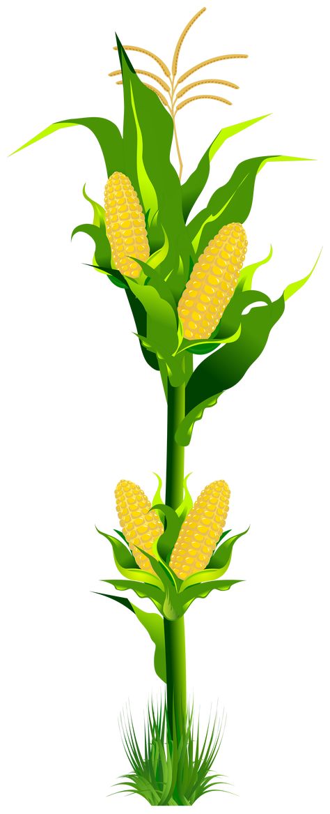 Corn Drawing, Medieval Symbols, Plant Clipart, Plant Cartoon, Plant Png, Card Sketches Templates, Plant Clips, Farm Cake, Corn Plant