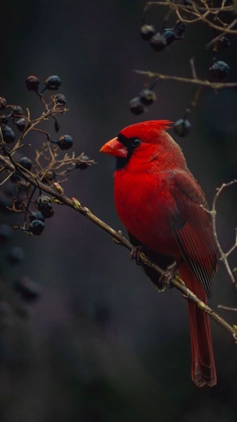 Cardinal Bird House, Cardinals Wallpaper, Landscape Anime, Amazing Aesthetic, Heart Wallpapers, Aesthetic Landscape, Rose Heart, Cardinal Bird, Bird Wallpaper