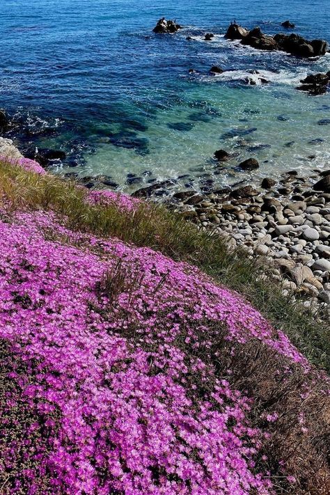 It's a beautiful day for a stroll! 🚶 On this #NationalWalkingDay take a walk on the waterfront Monterey Bay Coastal Recreation Trail to see some breathtaking sights! This 18-mile trail links Castroville in the north to Pacific Grove in the south. Learn more 👇 https://www.seemonterey.com/things-to-do/parks/coastal-trail/ Photo by @annesnature_shots on IG 📌 Pacific Grove National Walking Day, Pacific Grove California, Adventure Club, Monterey California, Fishermans Wharf, Pacific Grove, California Travel Road Trips, California Art, Monterey Bay